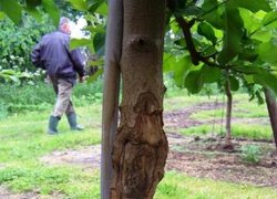 Рак плодової деревини успішно лікується